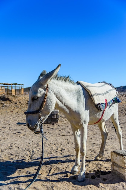 White donkey in a egyptian desert not far from Hurghada city