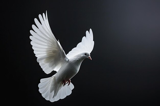 White dove flying on black background with Clipping path symbolizing freedom and peace