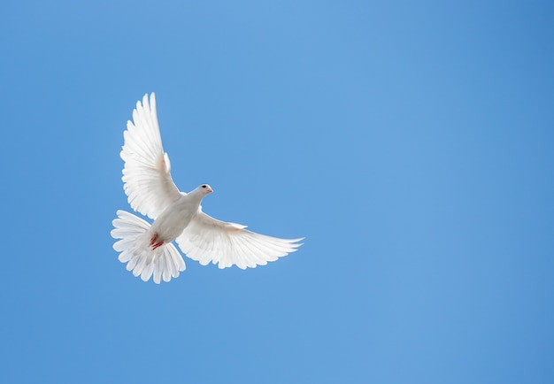 White dove flying in the sky