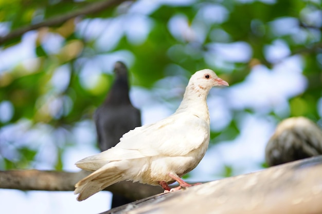 A white dove is standing on a tree branch.