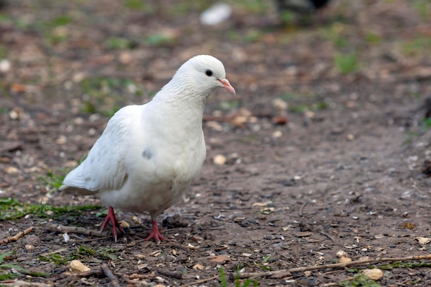 The white dove is a symbol of peace on earth