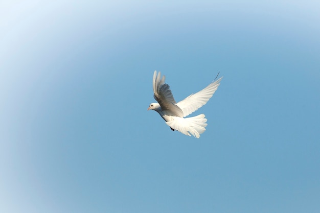 Photo the white dove is a symbol of peace