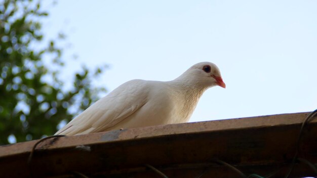 White dove pigeon sit on the roof