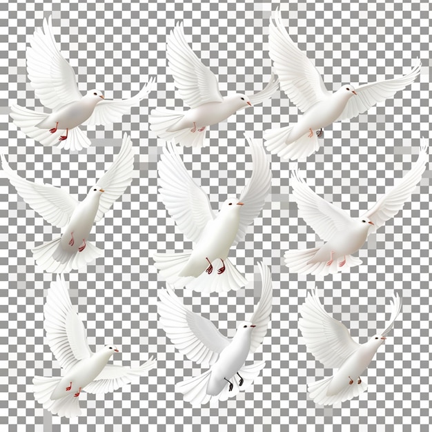 White dove transparent with peace symbols realistic isolated vector illustration