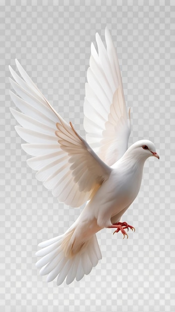 Photo a white dove with wings spread open with a transparent background