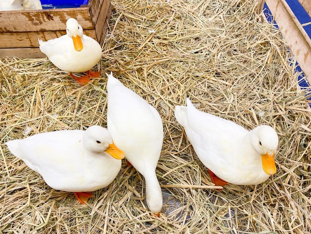 White duck feeding food in farm