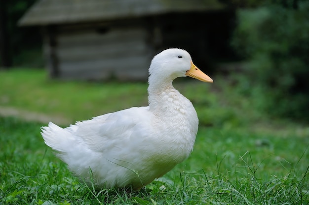 A white duck on the green grass field