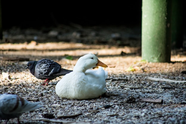 White duck lying on the ground in the shade