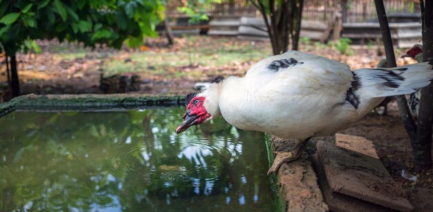 White duck or Muscovy duck stands next to a pond on farm