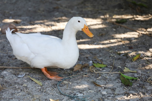 White duck stays in garden