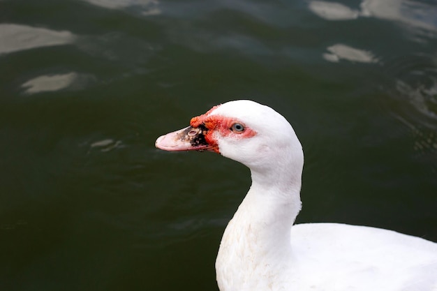 White duck swimming in a pond