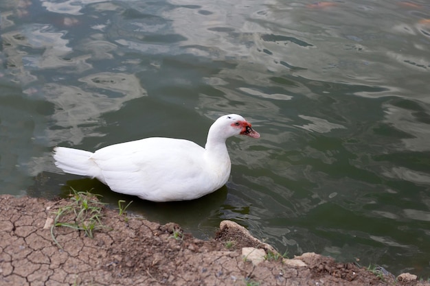 White duck swimming in a pond