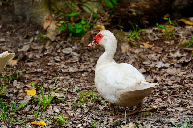 white duck walking in the forest area