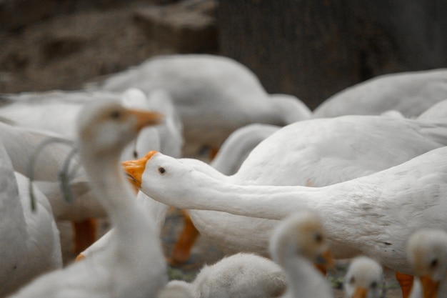 Photo a white duck with an orange beak