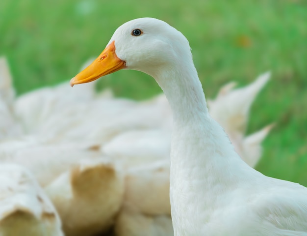 White Duck with yellow beak walking on a grass field.