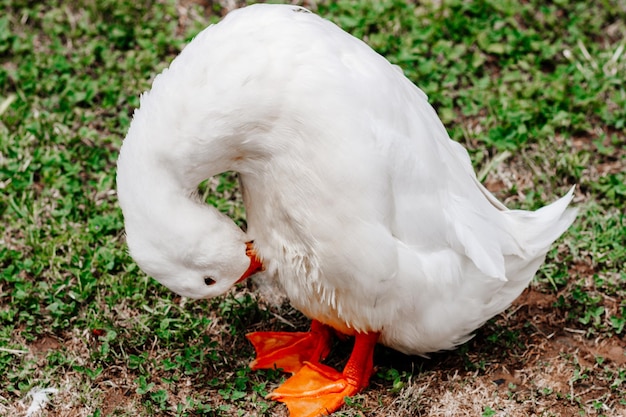 White duck