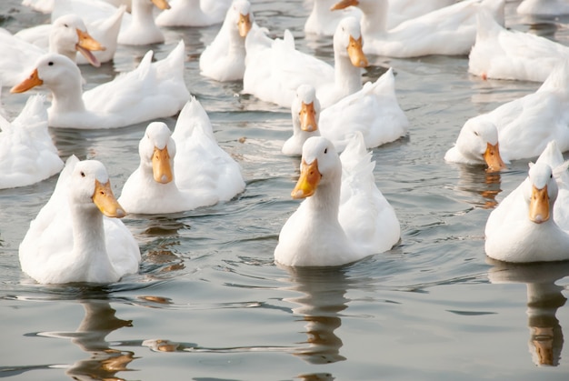 White ducks