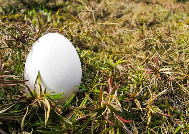 White egg among the plants in the garden in early spring