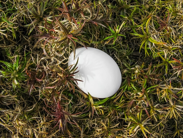 White egg among the plants in the garden in early spring