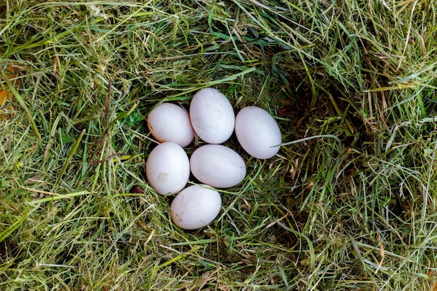 White eggs in green grass