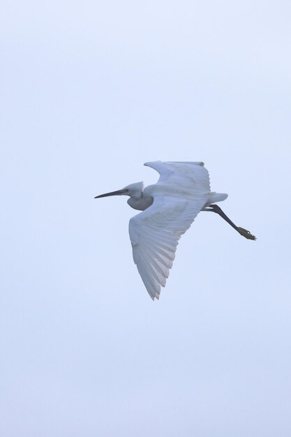 A white egret flies in the sky with its wings spread out.