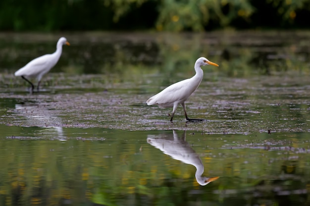 White egret Looking for food in the water