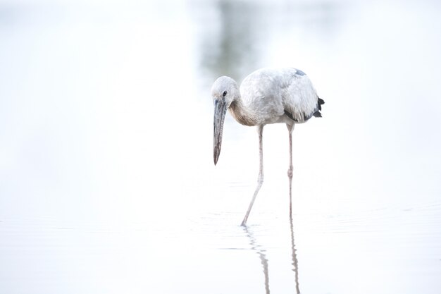 White egret looking for food.