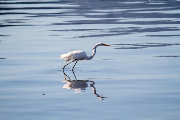 White egret outdoors at Rodrigo de Freitas Lagoon in Rio de Janeiro