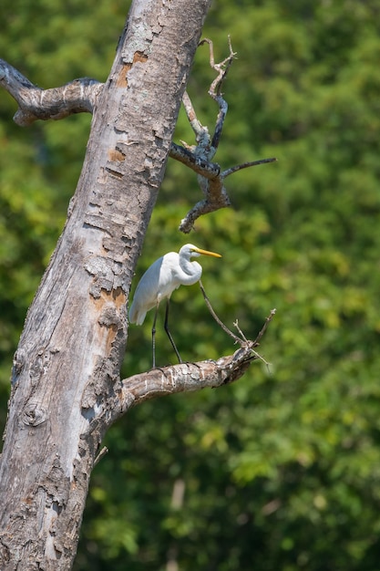 White egret perch on a tree shade from the harsh sunlight