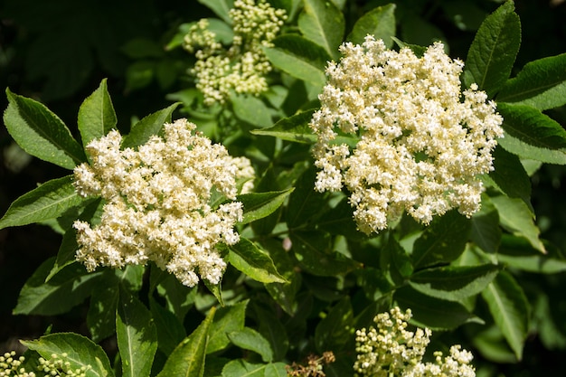 White elder blossom (Sambucus nigra)