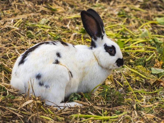 White English Bunny in natur