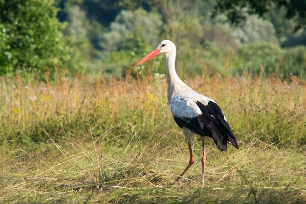 White european stork at the mowed grass against a forest