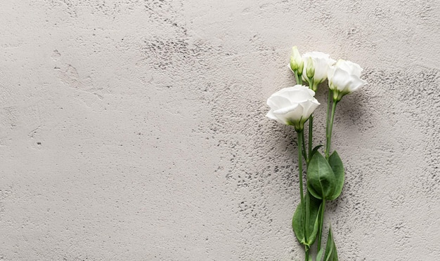 White eustoma flower on gray stone background copy space