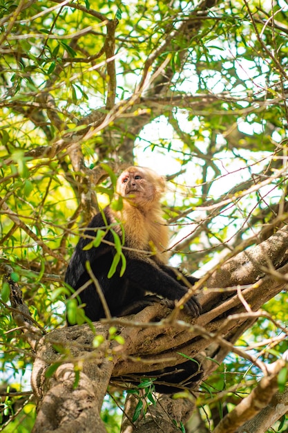 White face monkey in the wild