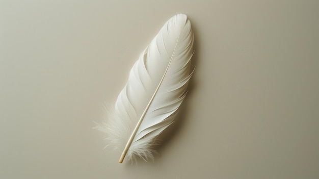 White feather on a beige background