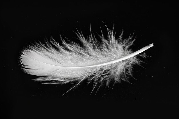 Photo a white feather delicately rests on a stark black background creating a striking contrast monochrome image of a single feather ai generated