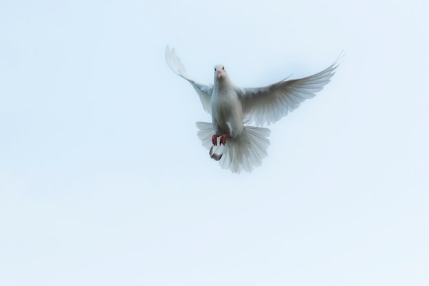 white feather homing pigeon flying over sky