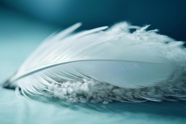 A white feather is laying on a blue background.