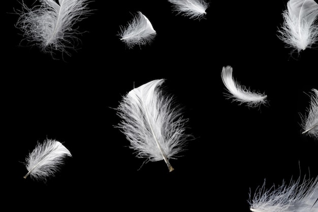 White feather isolated on a black background