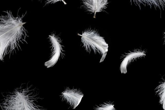 White feather isolated on a black background