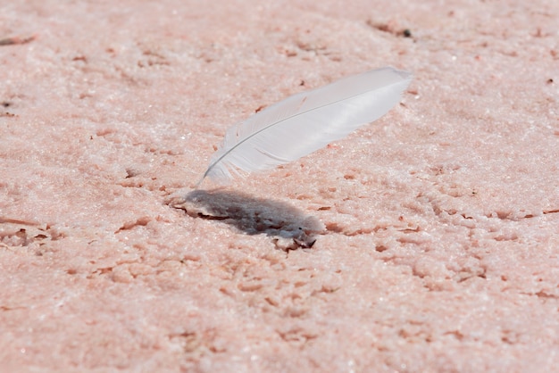 White feather on the surface of the pink lake Sasyk Sivash in the Crimea