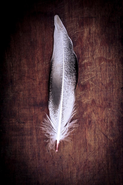 White feather on a wood