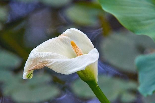 White feces in the summer garden