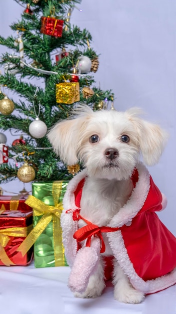 A White Female Dog Maltese photoshoot pet photography with christmas shirt and decoration or dress with grey background