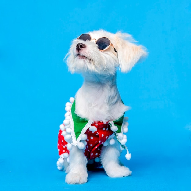 A White Female Dog Maltese photoshoot pet photography with christmas shirt or dress with blue background