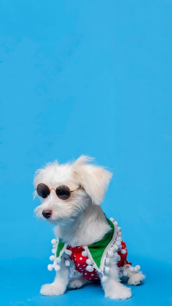 A White Female Dog Maltese photoshoot pet photography with christmas shirt or dress with blue background