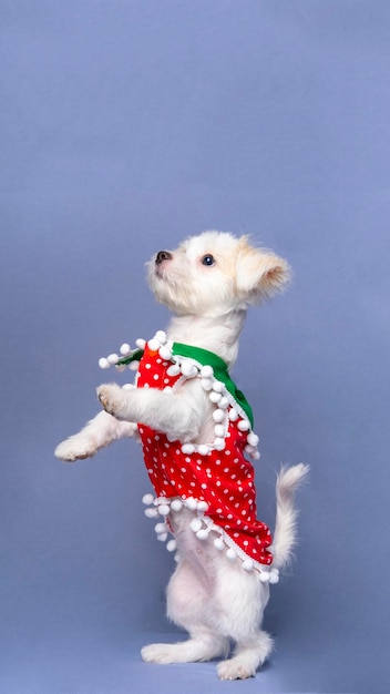 A White Female Dog Maltese photoshoot pet photography with christmas shirt or dress with grey background