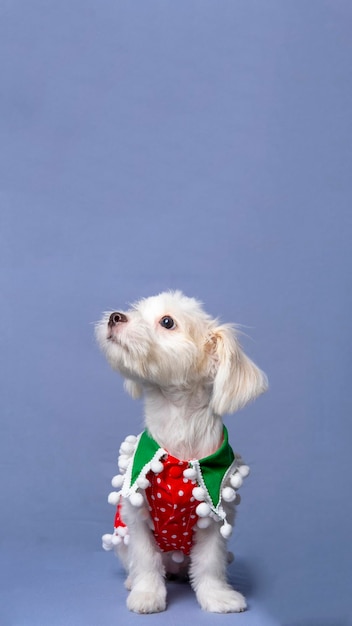 A White Female Dog Maltese photoshoot pet photography with christmas shirt or dress with grey background