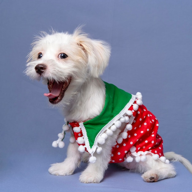 A White Female Dog Maltese photoshoot pet photography with christmas shirt or dress with grey background