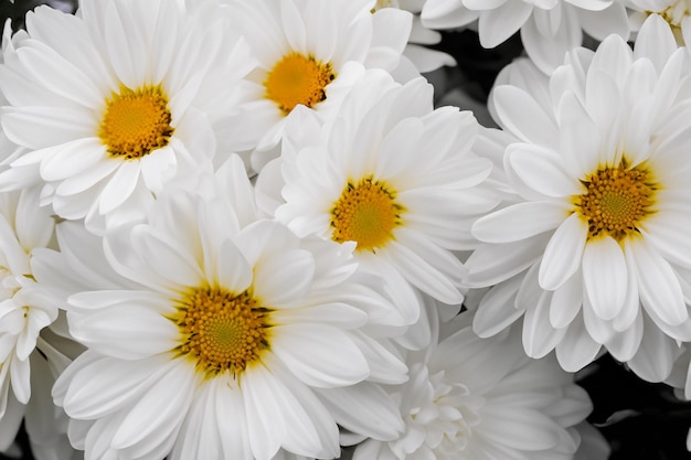 white floril abstract background